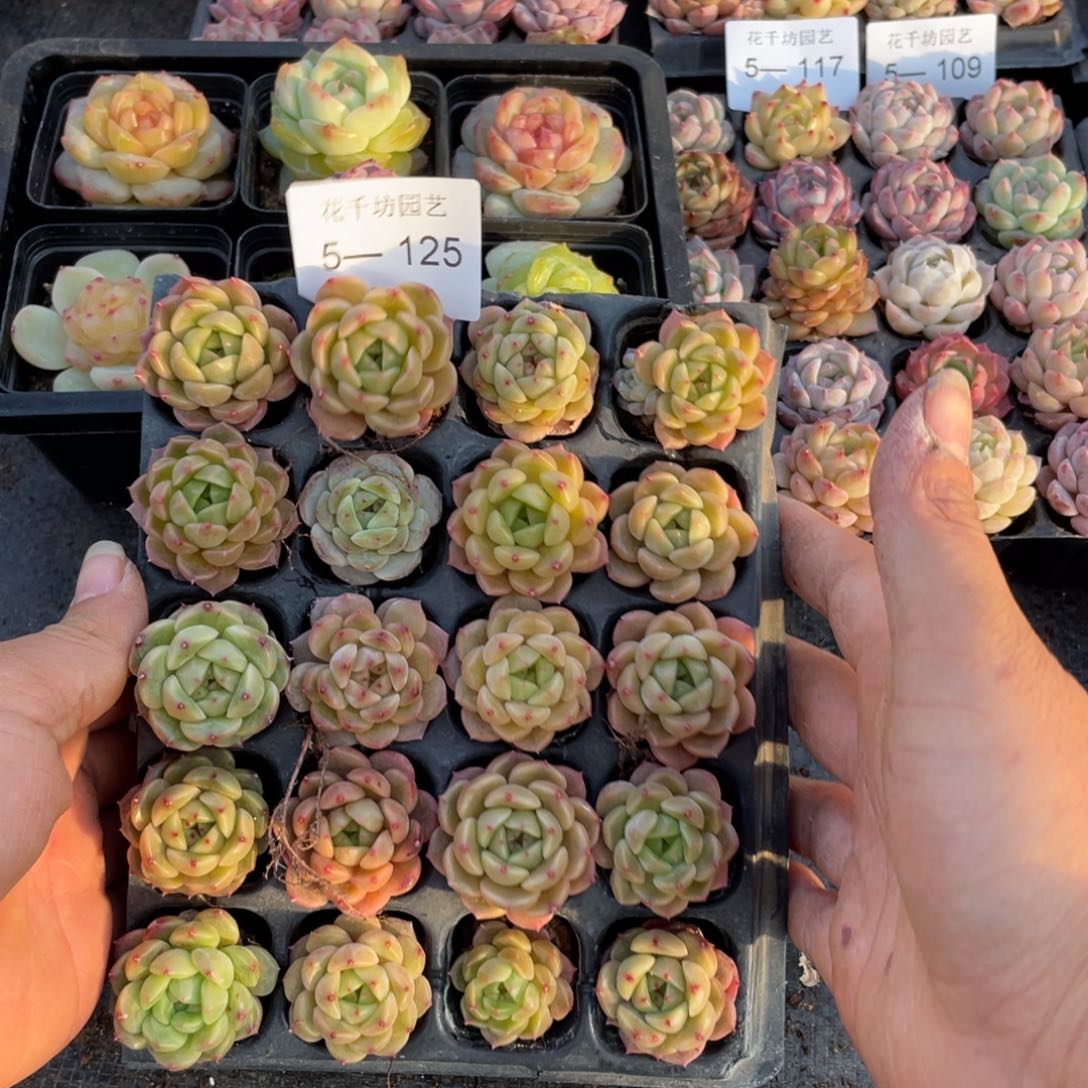 果*本一物一拍20颗小苗5-125