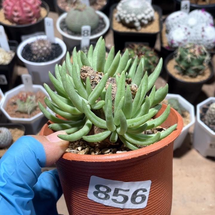 856产地奇峰锦属白象