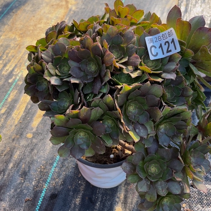 121多肉植物一物一拍