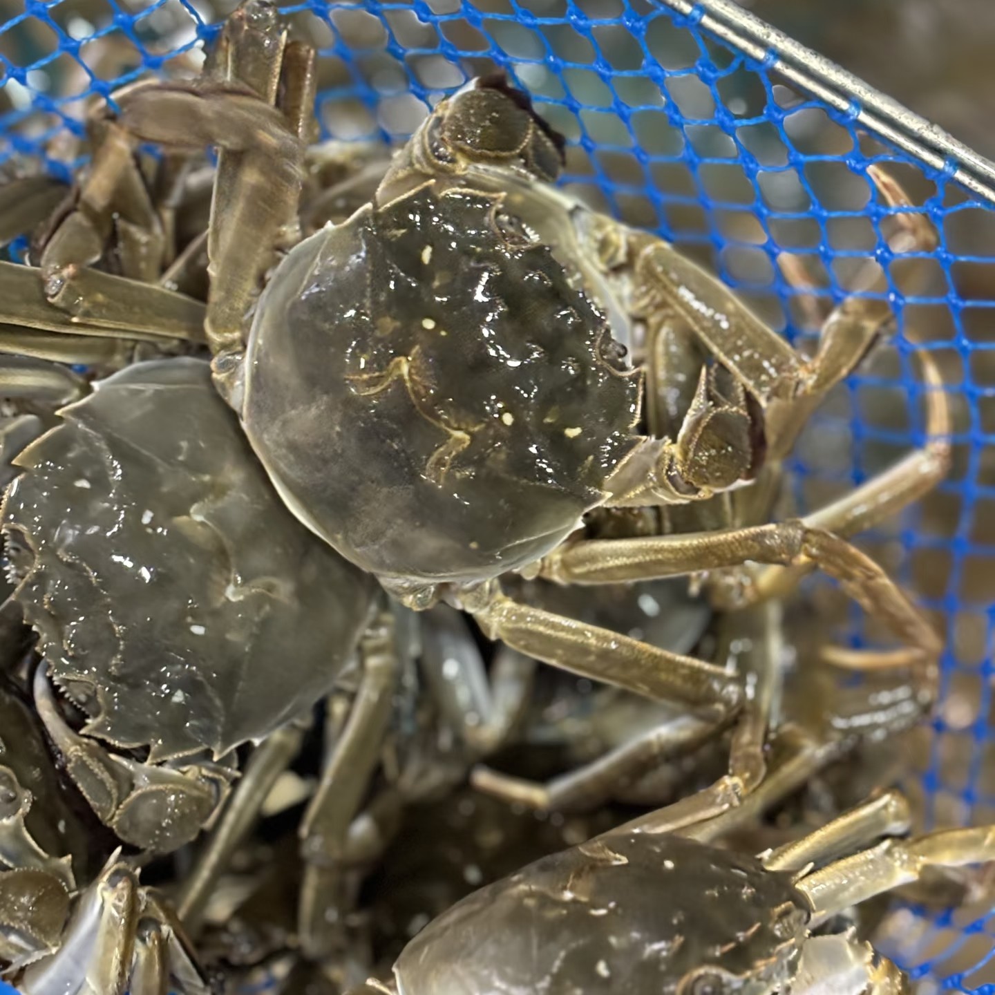 【双十二特惠】3.5-4两母蟹5只