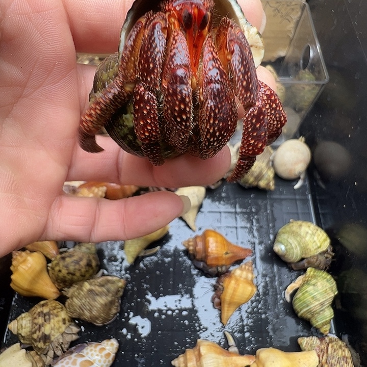 3口黑莓一只包活不包全品