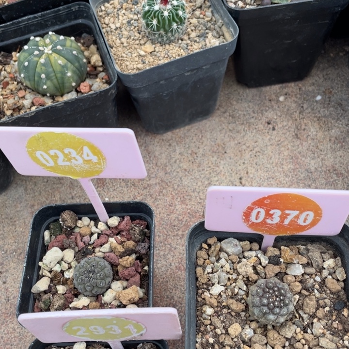 诸***黑实生三棵0234-0370-2931000000