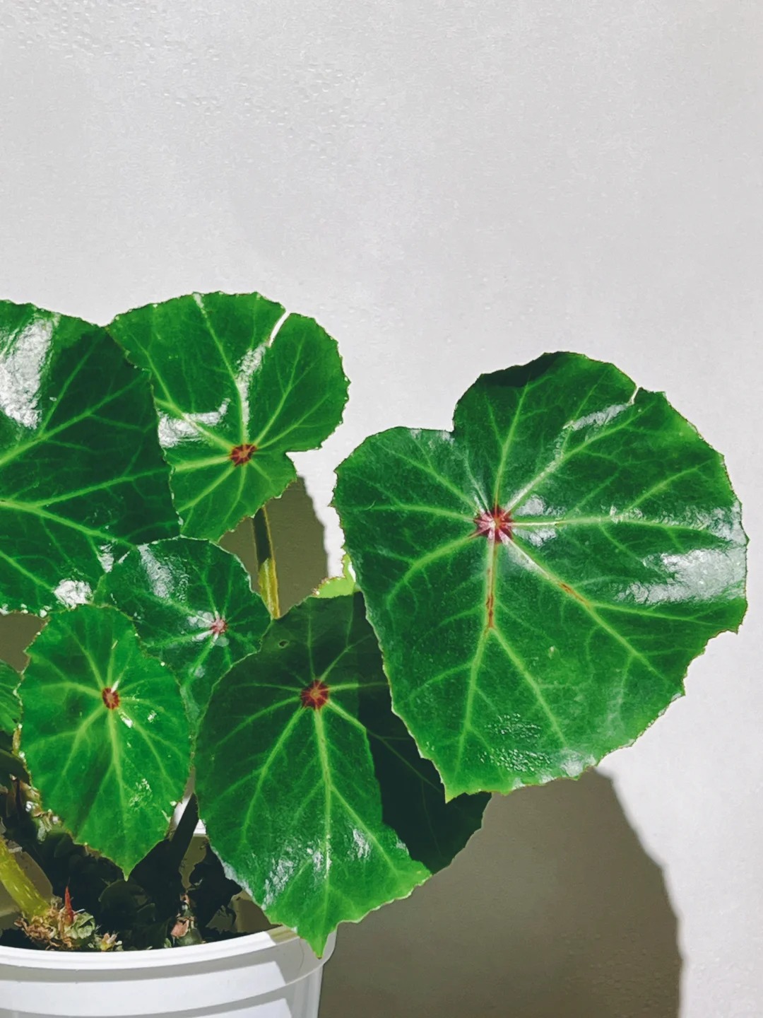 胭脂秋海棠室内观叶类阳台庭院植物盆栽耐阴