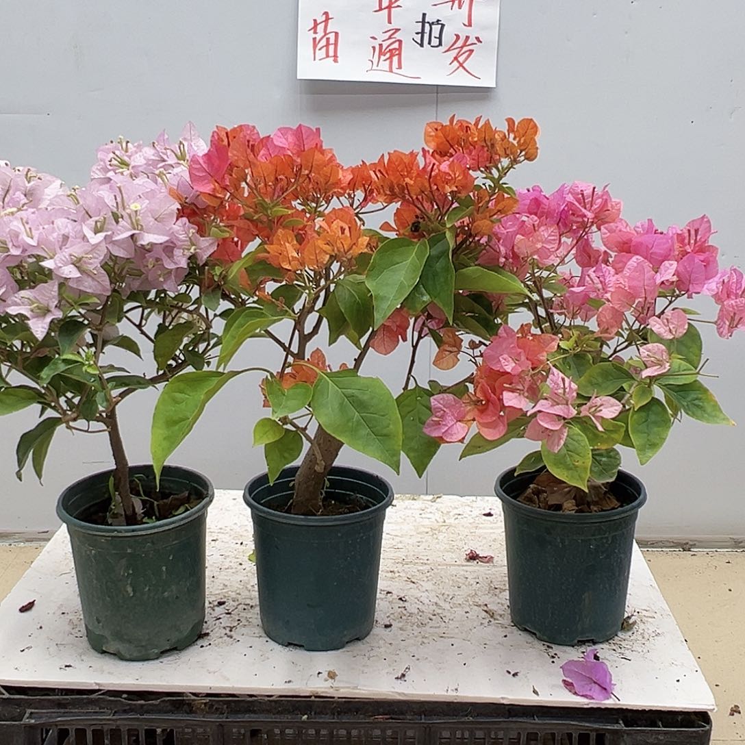 大部分花苞少量开放苹果花，波妹，橙粉公主组合