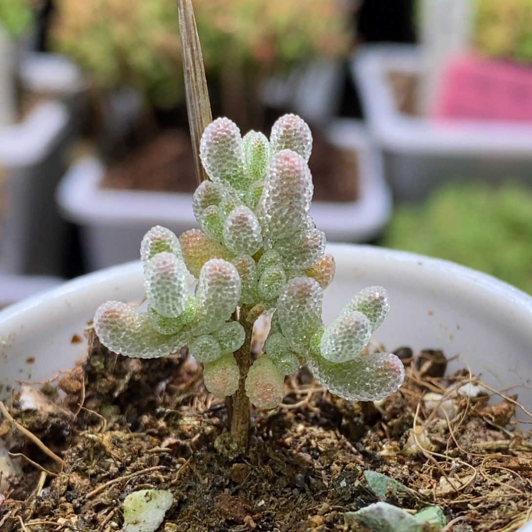 A*V冰晶杂枝干番杏G091