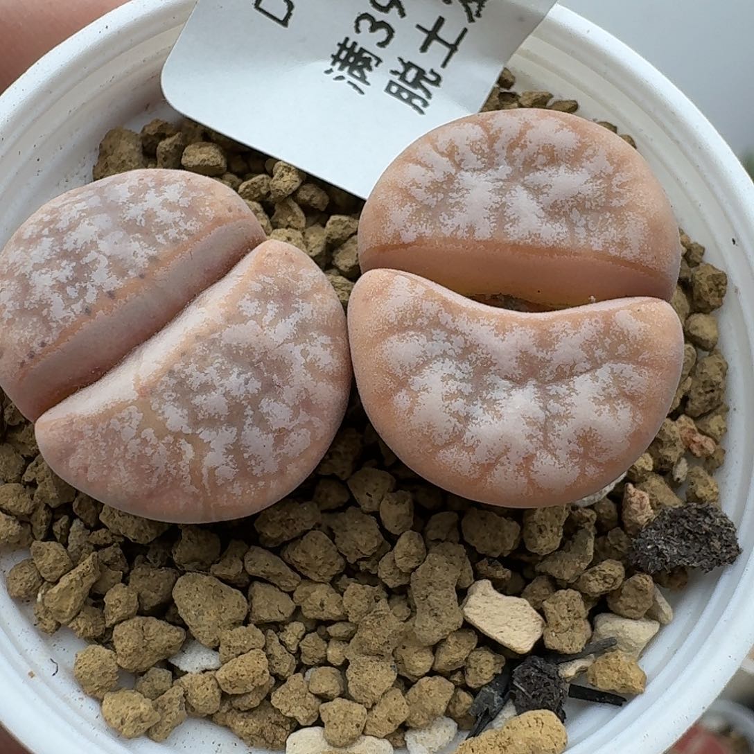 855多肉哈哈哈哈哈哈哈哈