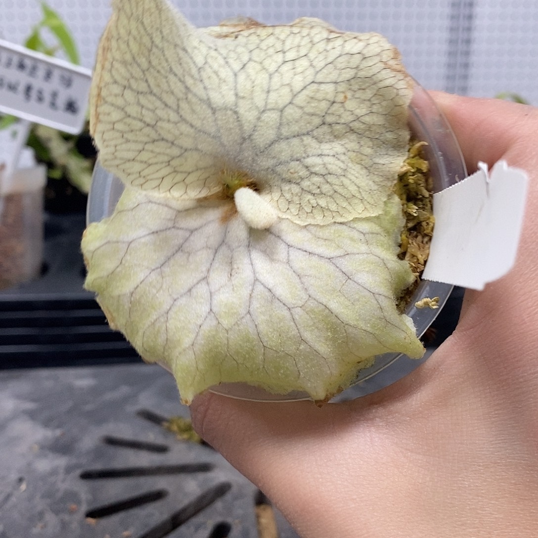 无花朵安第斯鹿角蕨