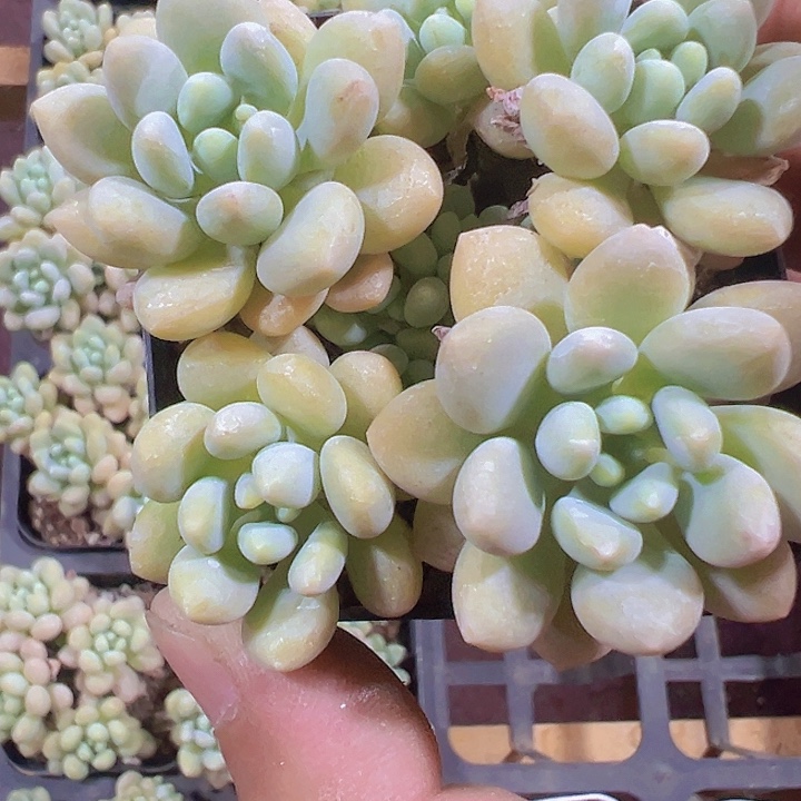 泡泡糖精品多肉植物大战