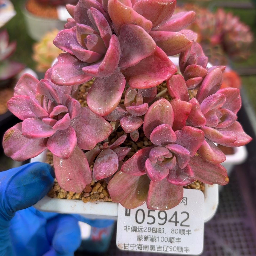 多肉植物05842fgy