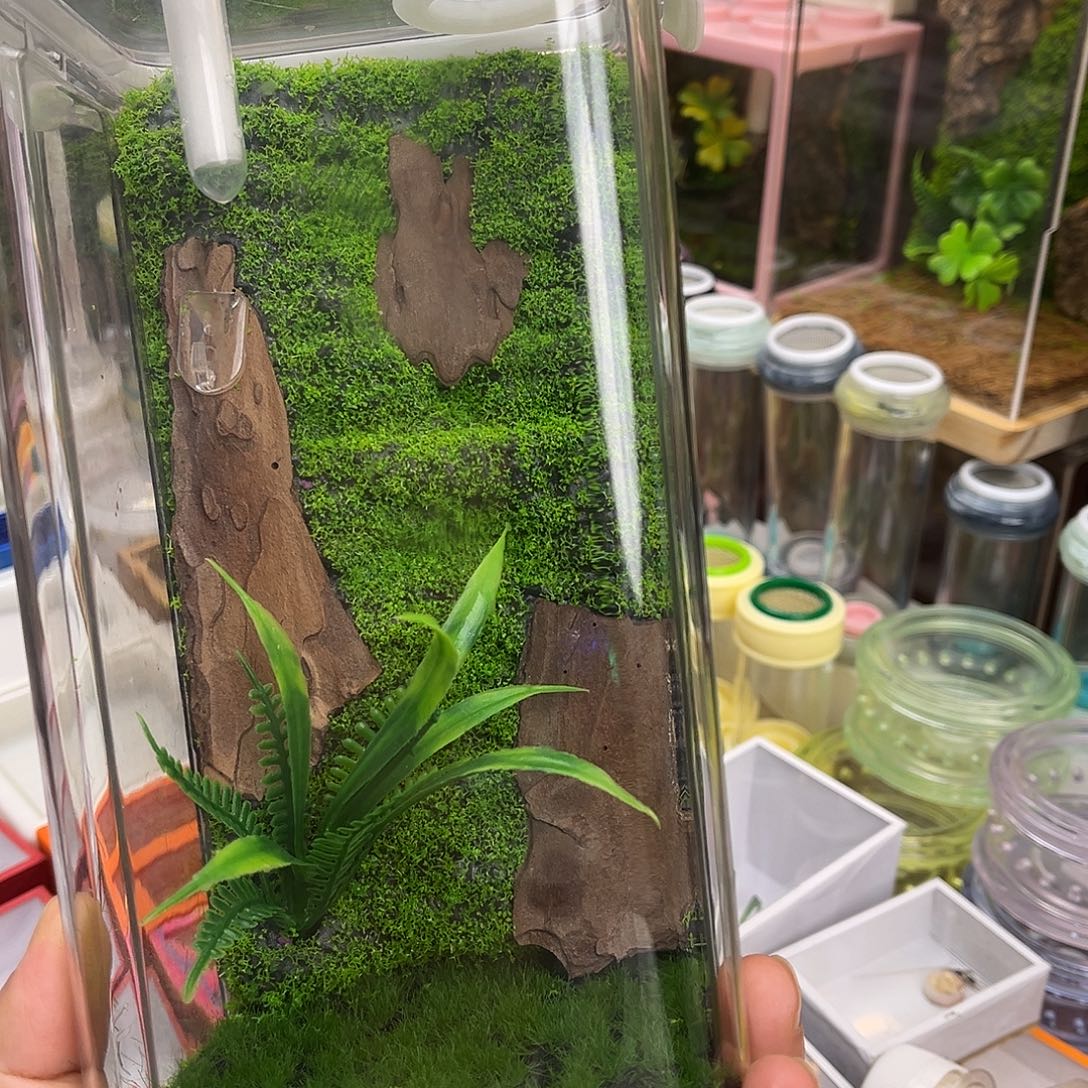 生态箱➕短须海南素贝