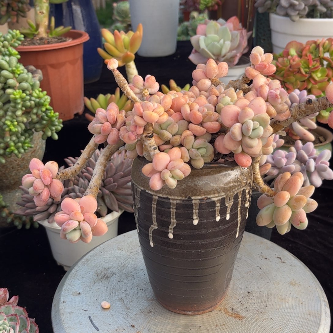 好姑娘多肉园艺，洛神