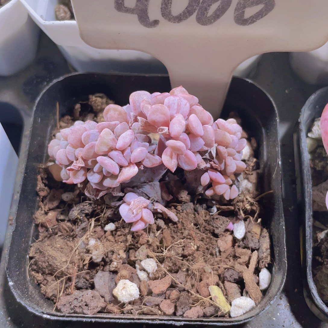 雪精灵缀a066一物一拍