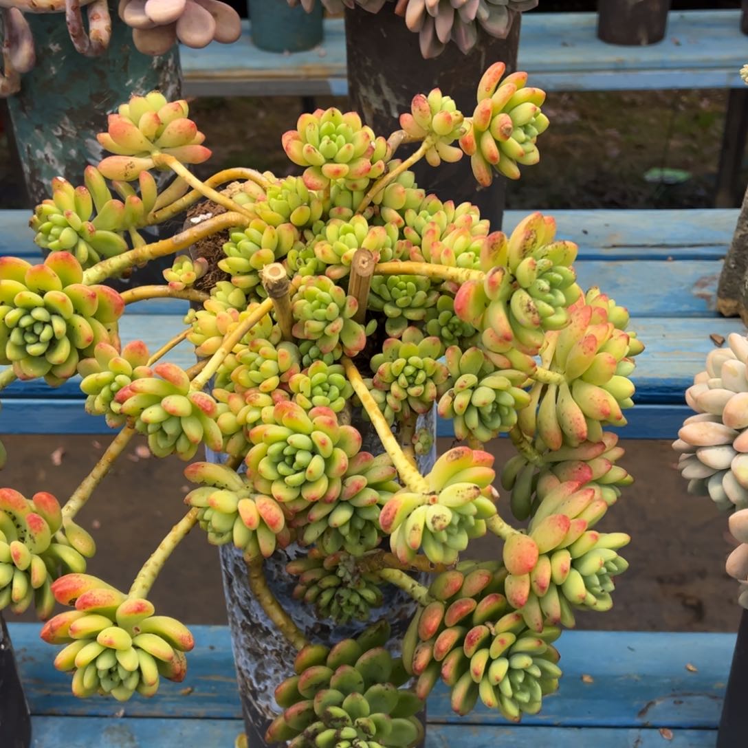 露养老桩悬崖香格里拉