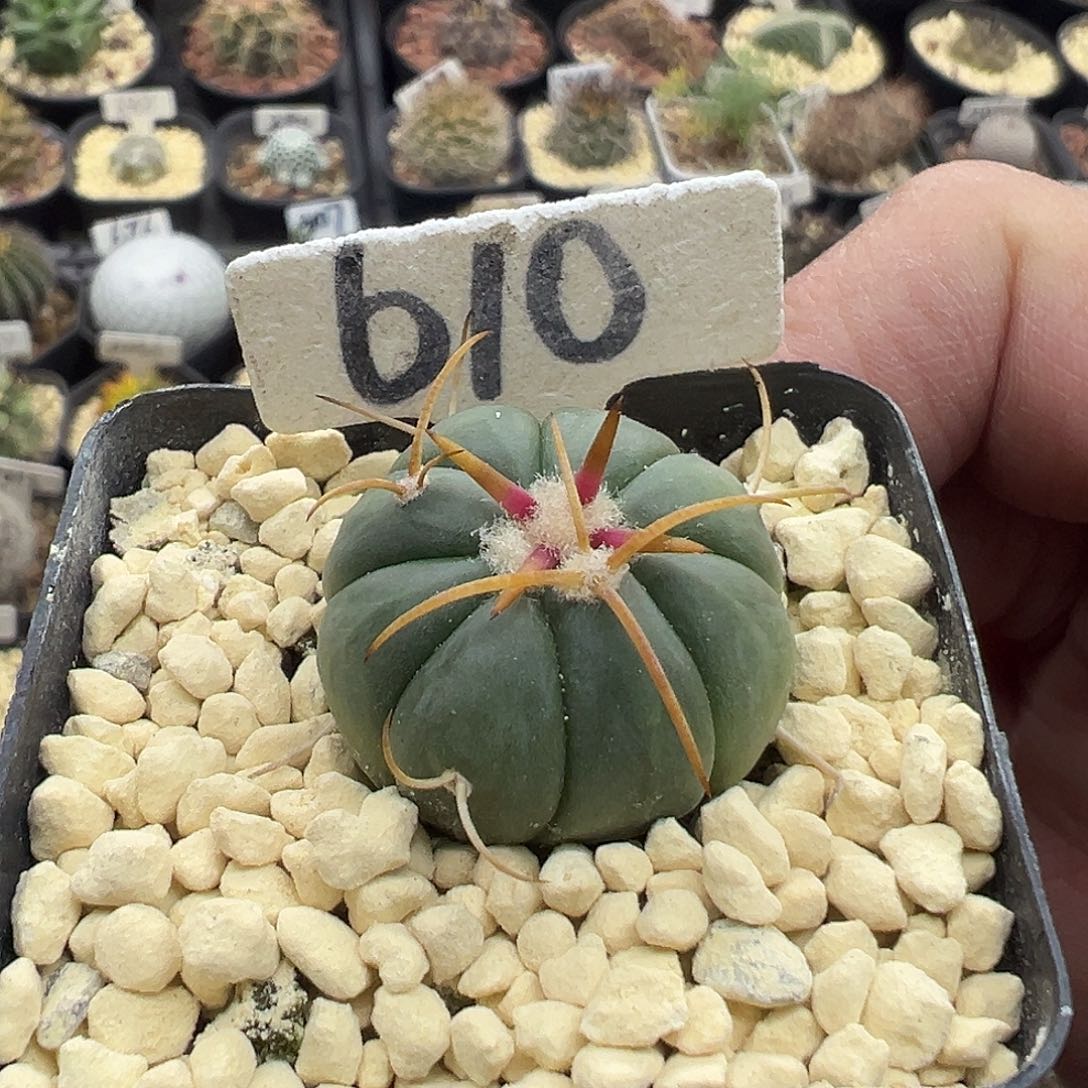 610平丸实生仙人球