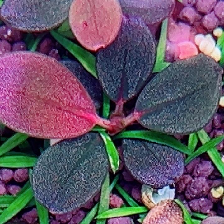 福利63号福利价植物一头