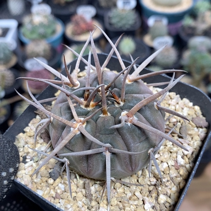 实生守金摩天龙99号5.2cm