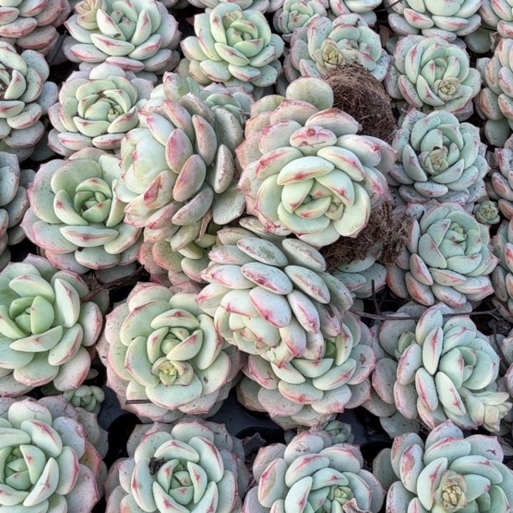 香草。           