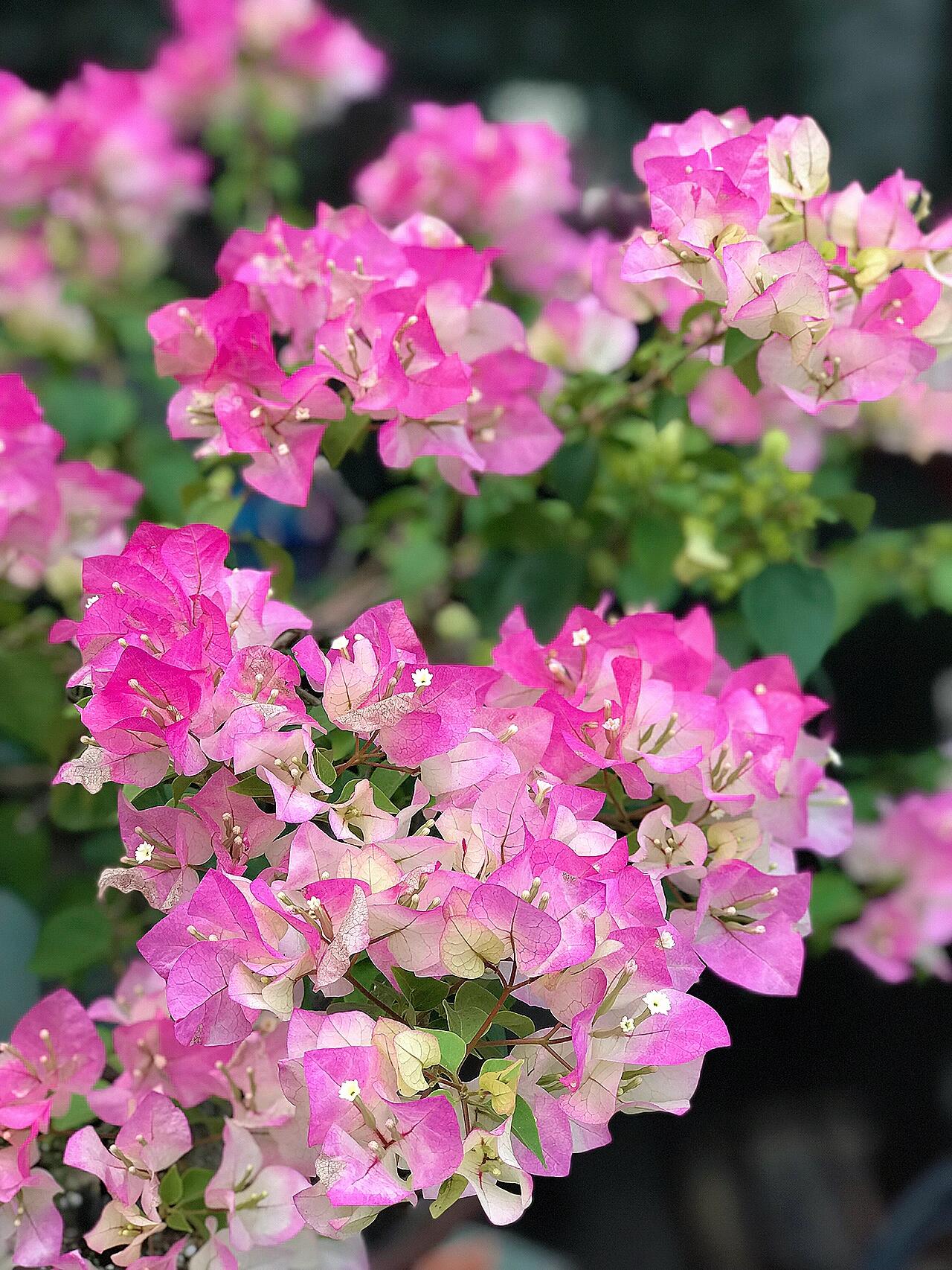 百花园三角梅  【百变绿樱】 扦插袋苗 四季开花好养爬藤爬墙