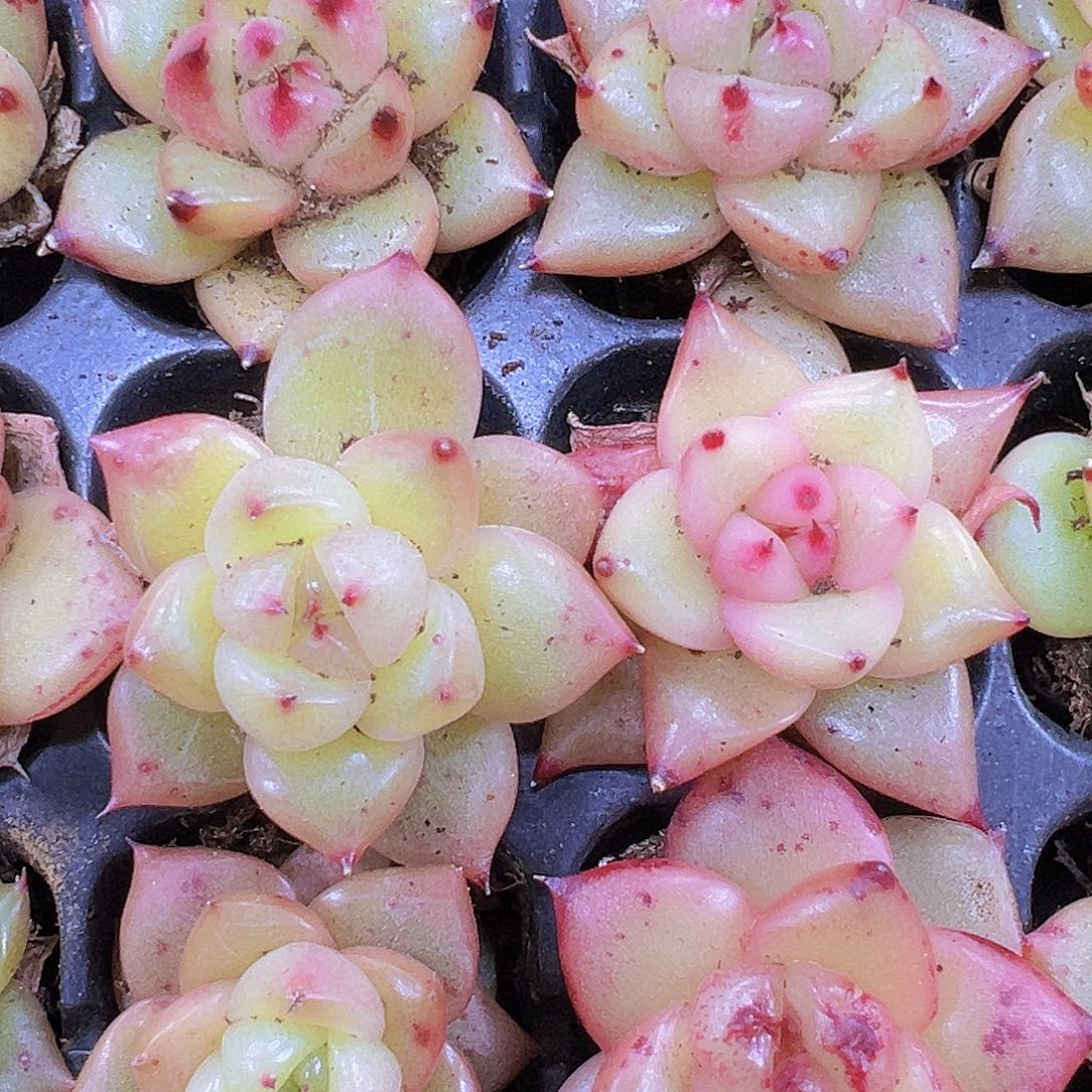 将军令3个19包邮多肉