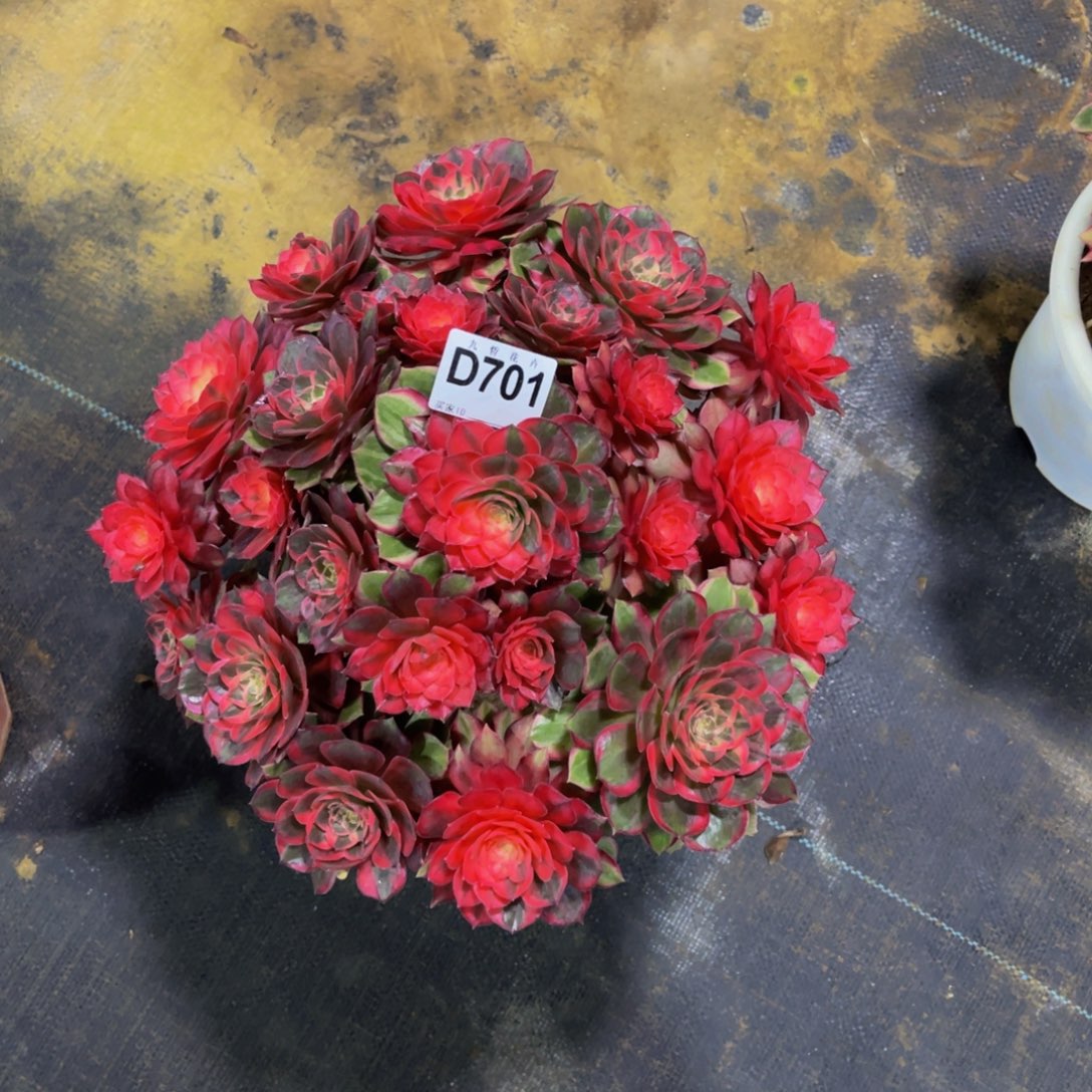 爱***巍70100黑魔锦福利一颗