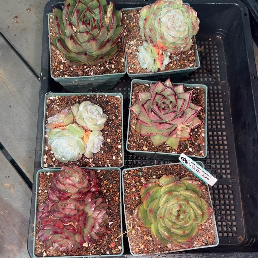 从前慢多肉精选编号0120.295