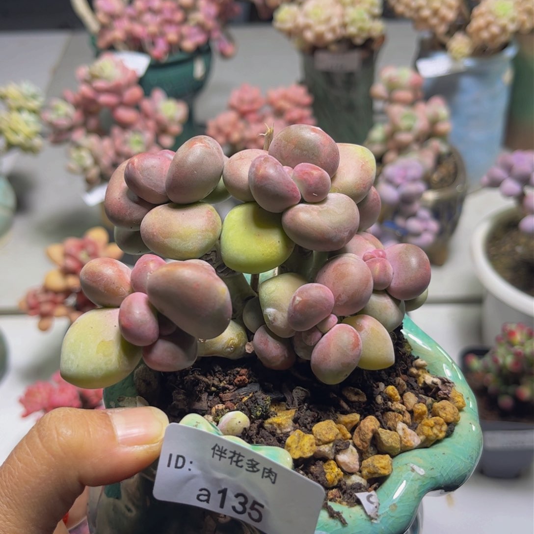 芒果奶135/10c m