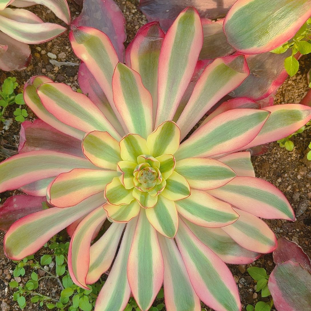 阿波罗高锦多肉植物040