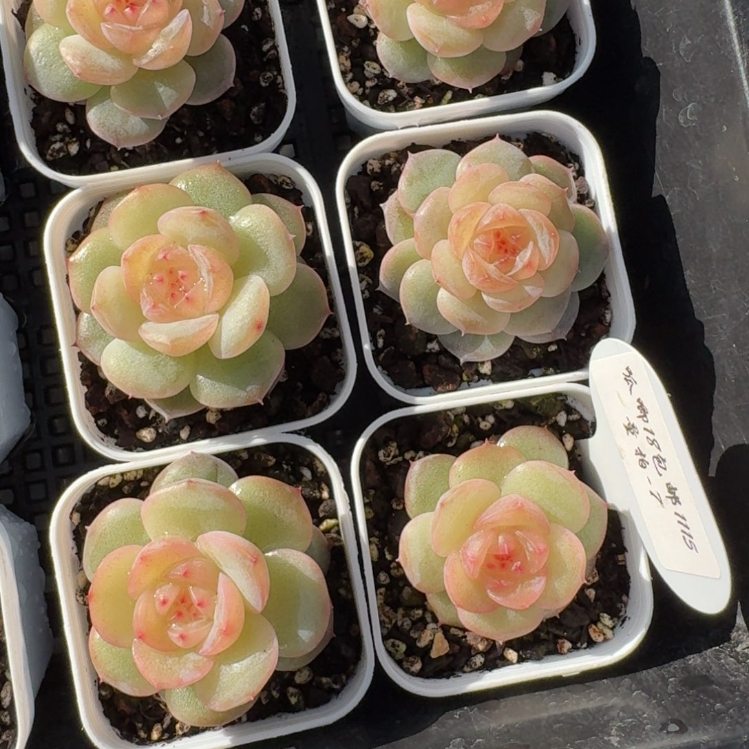 1115-7-芳草19单头量拍