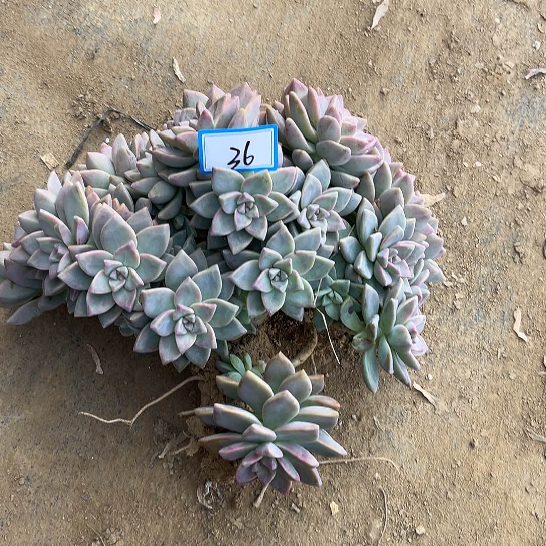 岁***然36号淡雪一物一拍