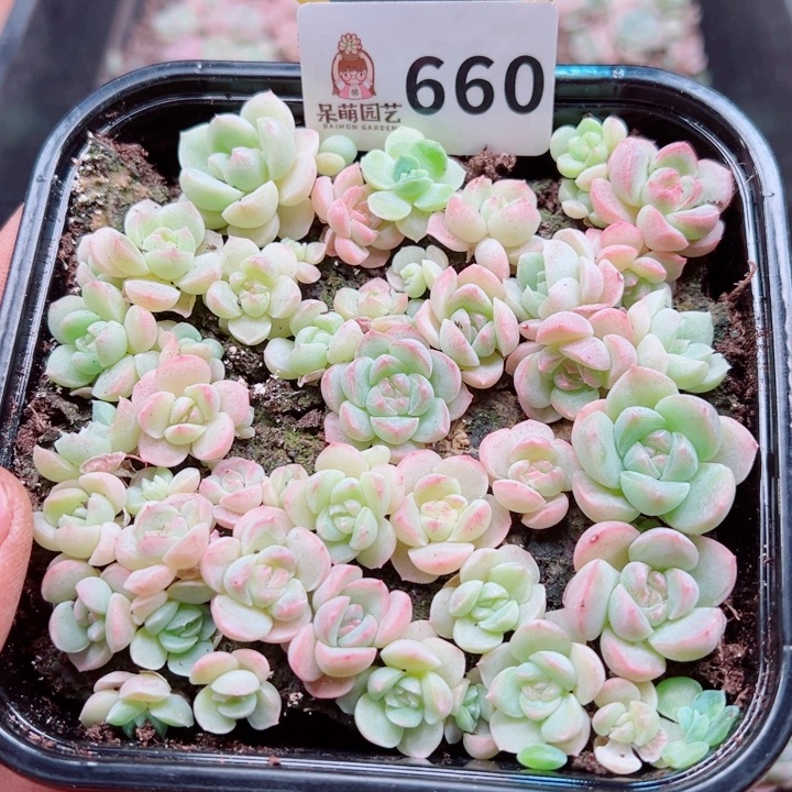多肉植物多肉植物