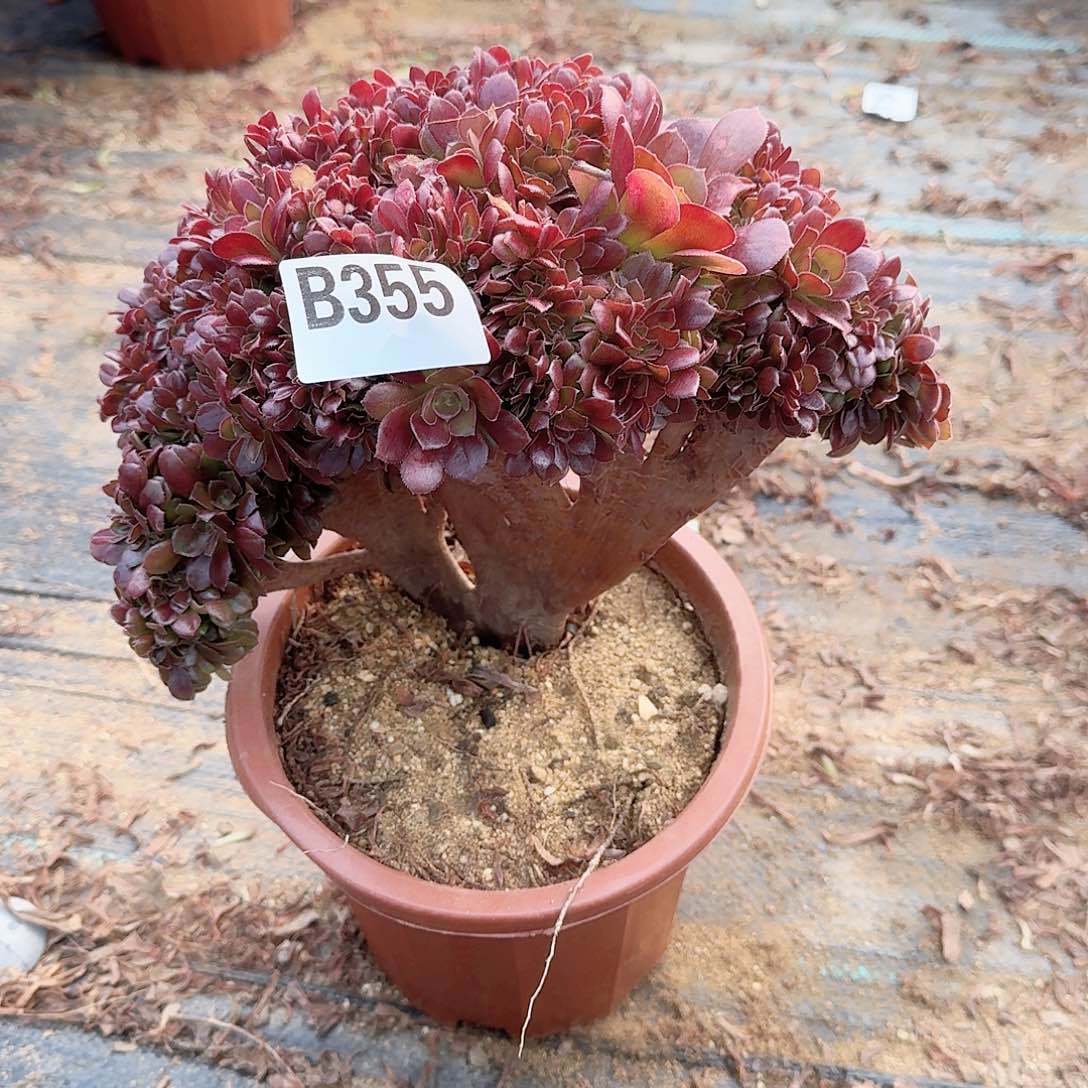 355玫瑰朵朵一颗呀呀