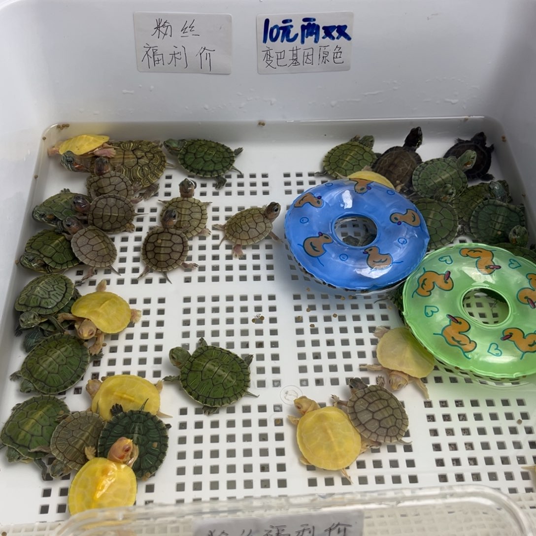 不分公母宠物龟变巴基因原色