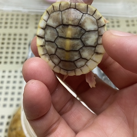 绿毛龟不分公母888888888