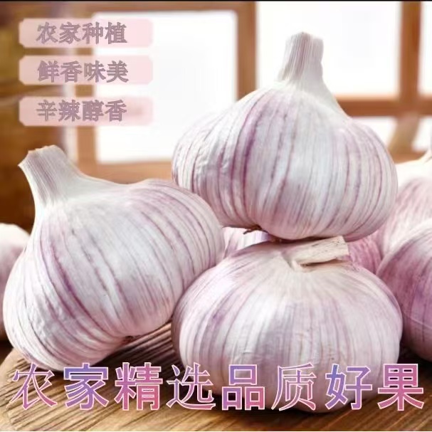 2025年新货干蒜高品质香辣味十足饱满大蒜头干蒜5斤