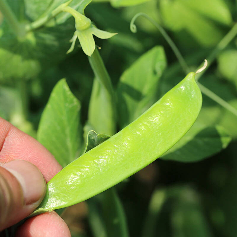云南山地荷兰豆露天菜豌豆角青豆荚现摘现发新鲜蔬菜