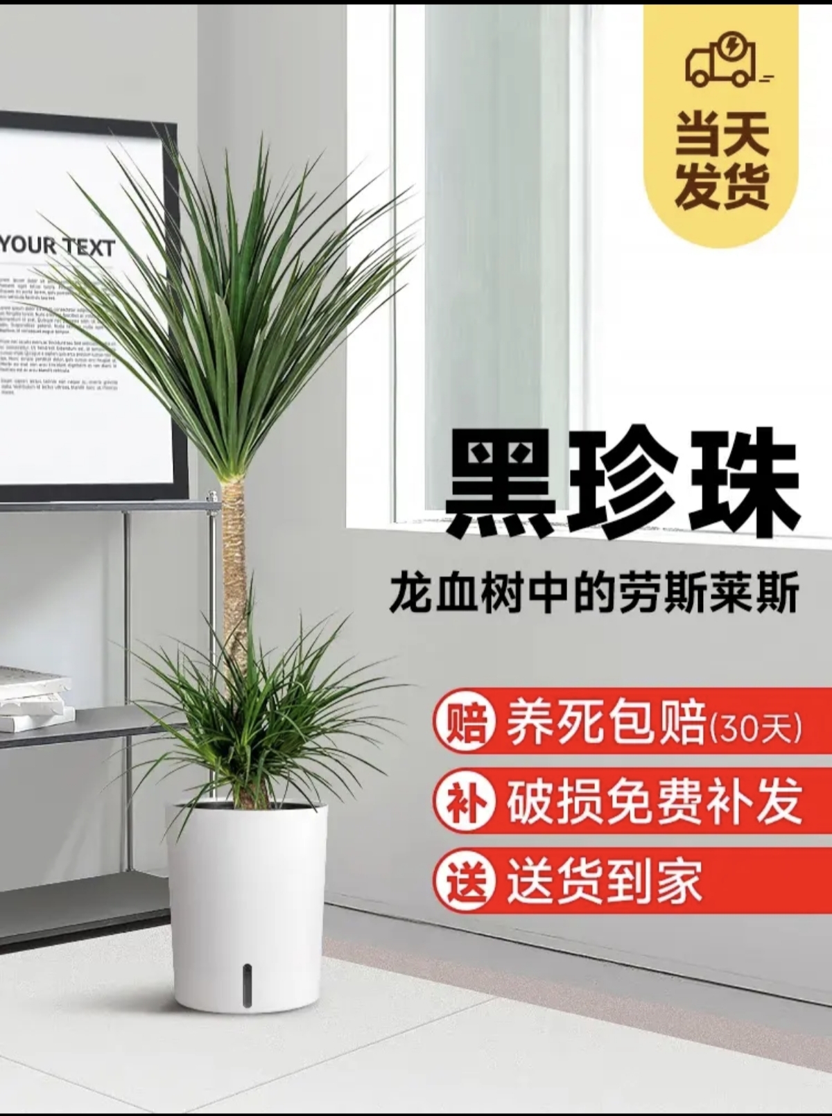 黑珍珠龙血树绿植风水树大型室内绿植耐阴好养客厅绿植卧室绿植