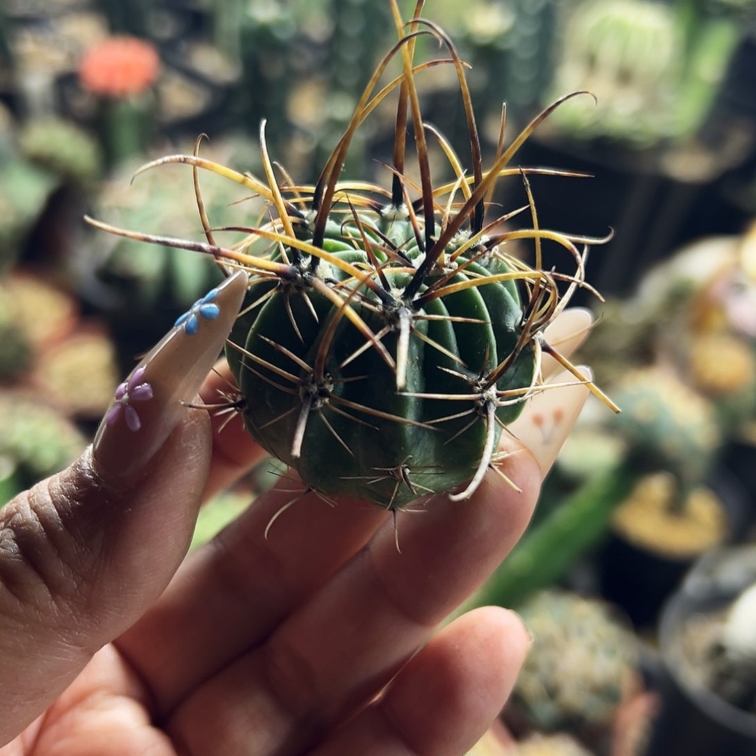 狂风仙人球111111111111