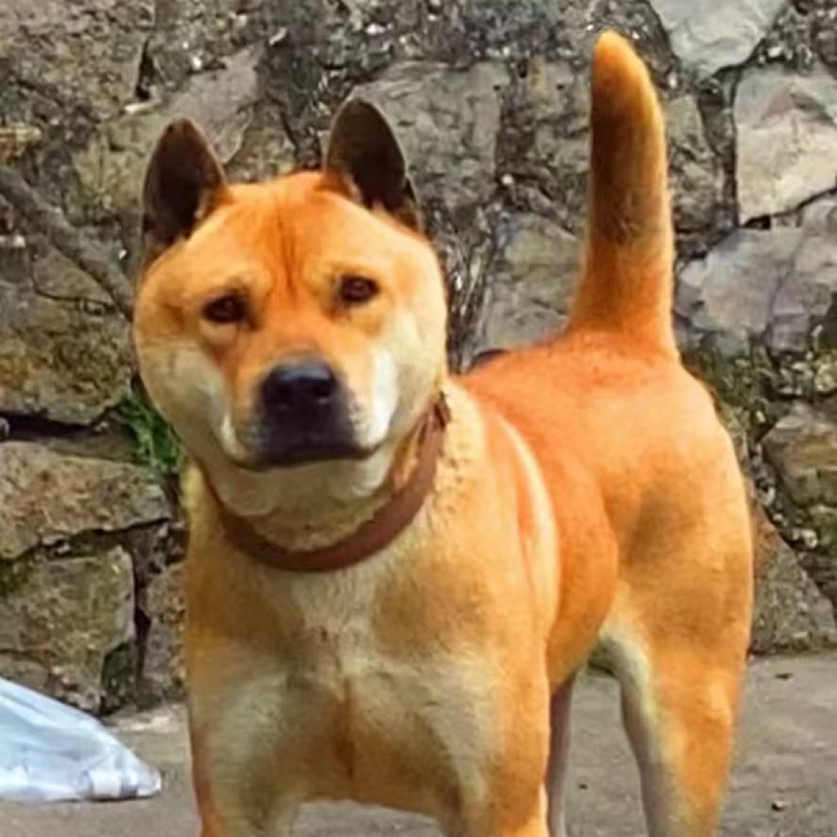 白面黄狗田园犬狗狗