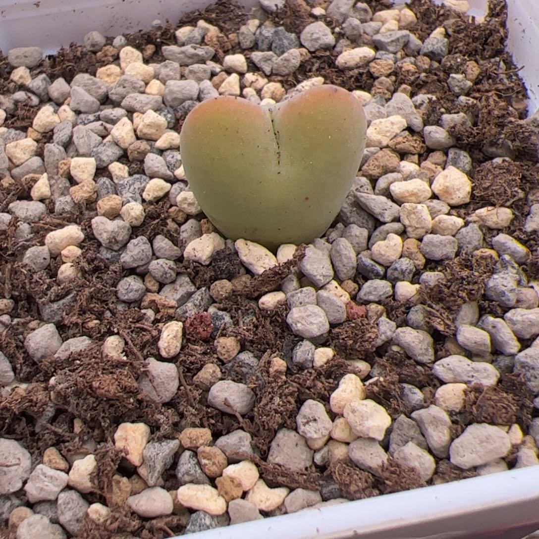 8.10将杂多肉植物51