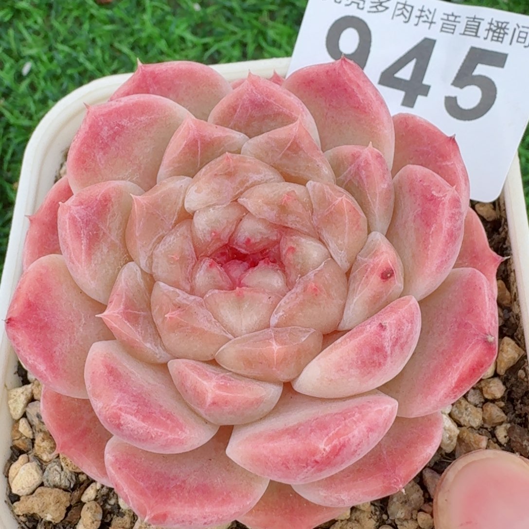 母本白巧冰魄         精品多肉