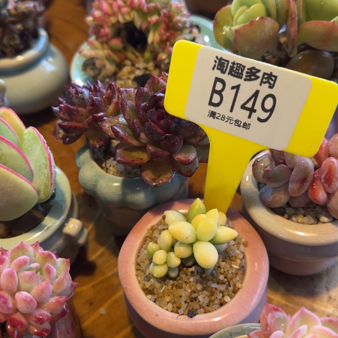 剥肉植物千代填脂松星空美容景