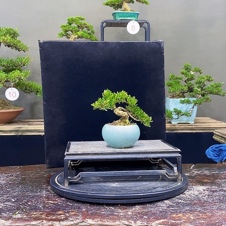 无花朵M黄杨盆景四季常青