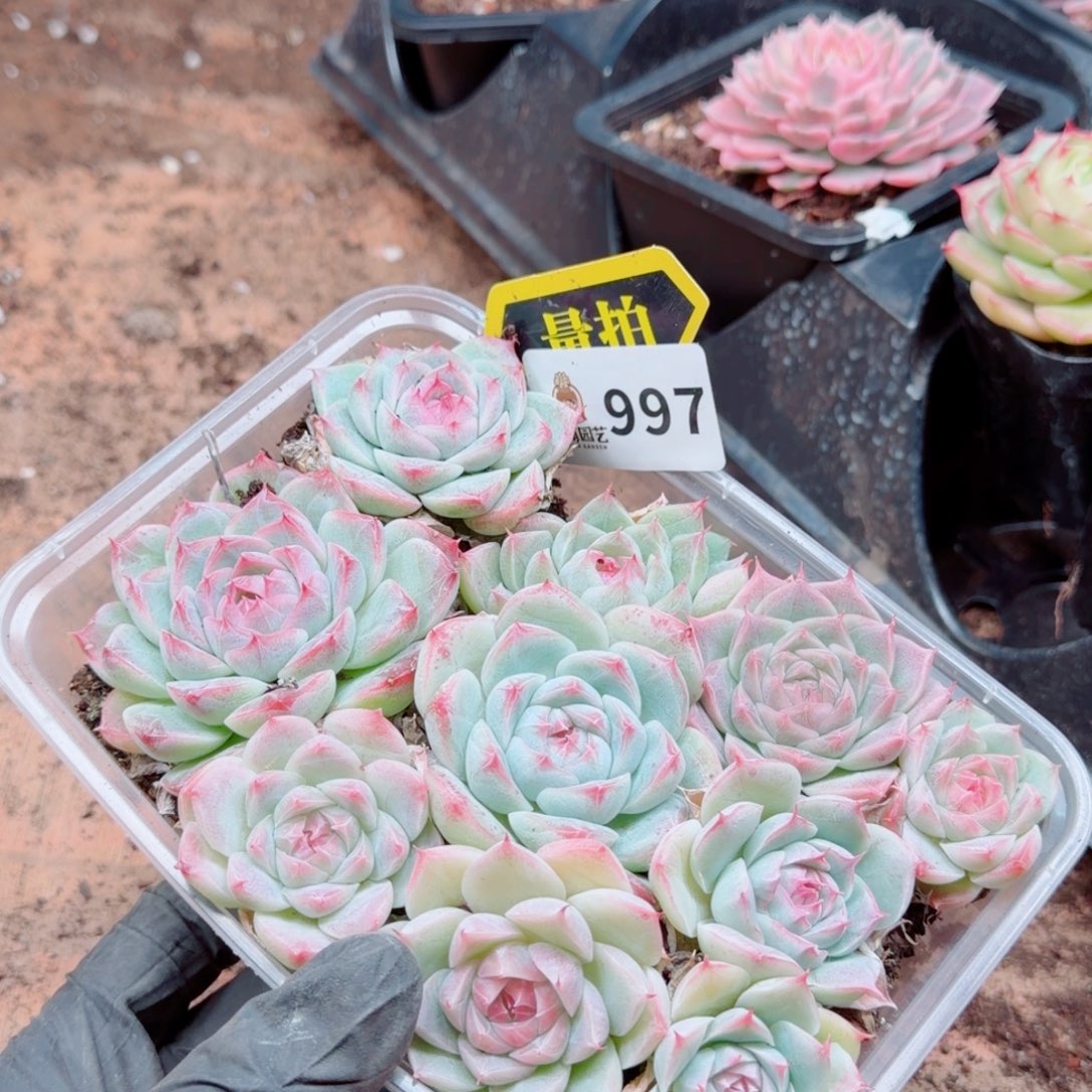 多肉植物多肉植物