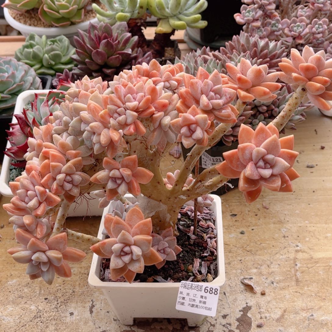 688淡雪缀德华多肉