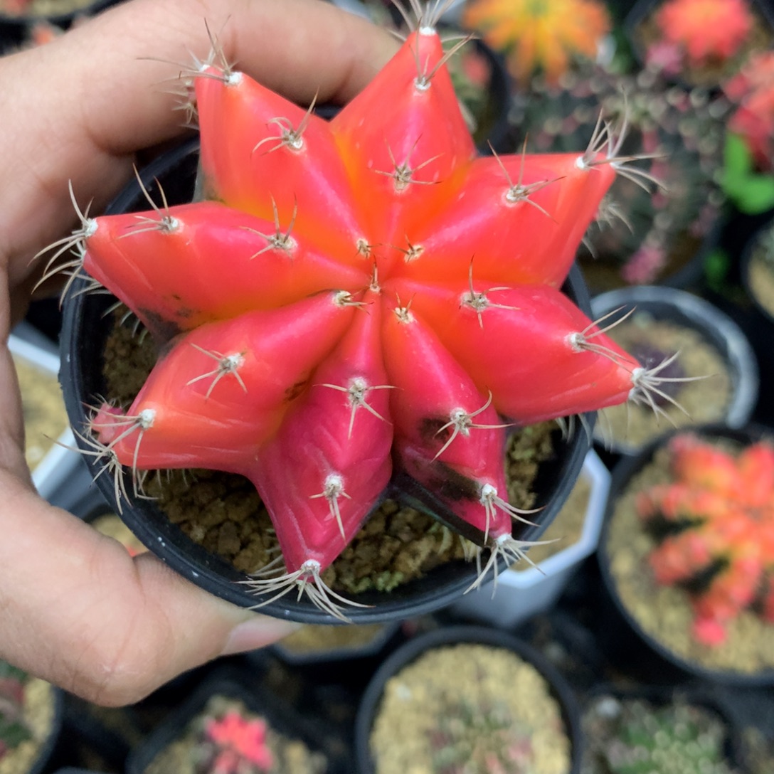 美***鱼仙人球米哈牡丹锦