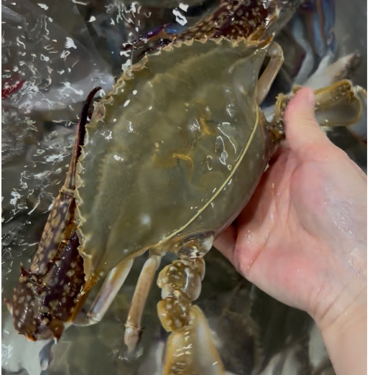【保鲜不保活】东海 海捕精挑大梭子蟹1只（约300g-350g/只）（约6-7两/只）冲氧气发出武汉同城1小时送货上门
