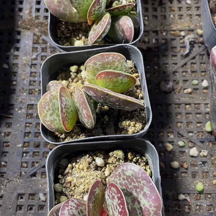 御所锦带盆土发货