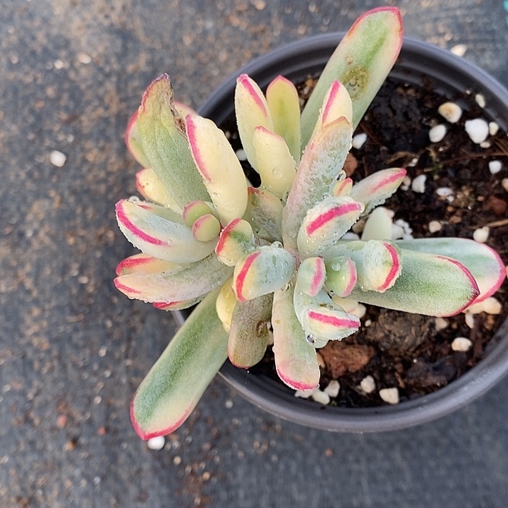 完美主义者勿拍福娘锦