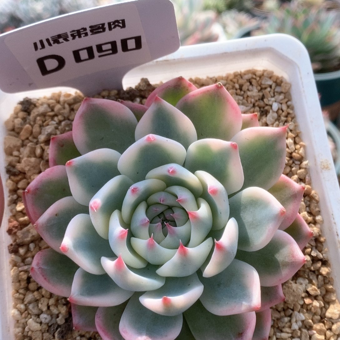 D090锦锦锦锦锦锦锦锦