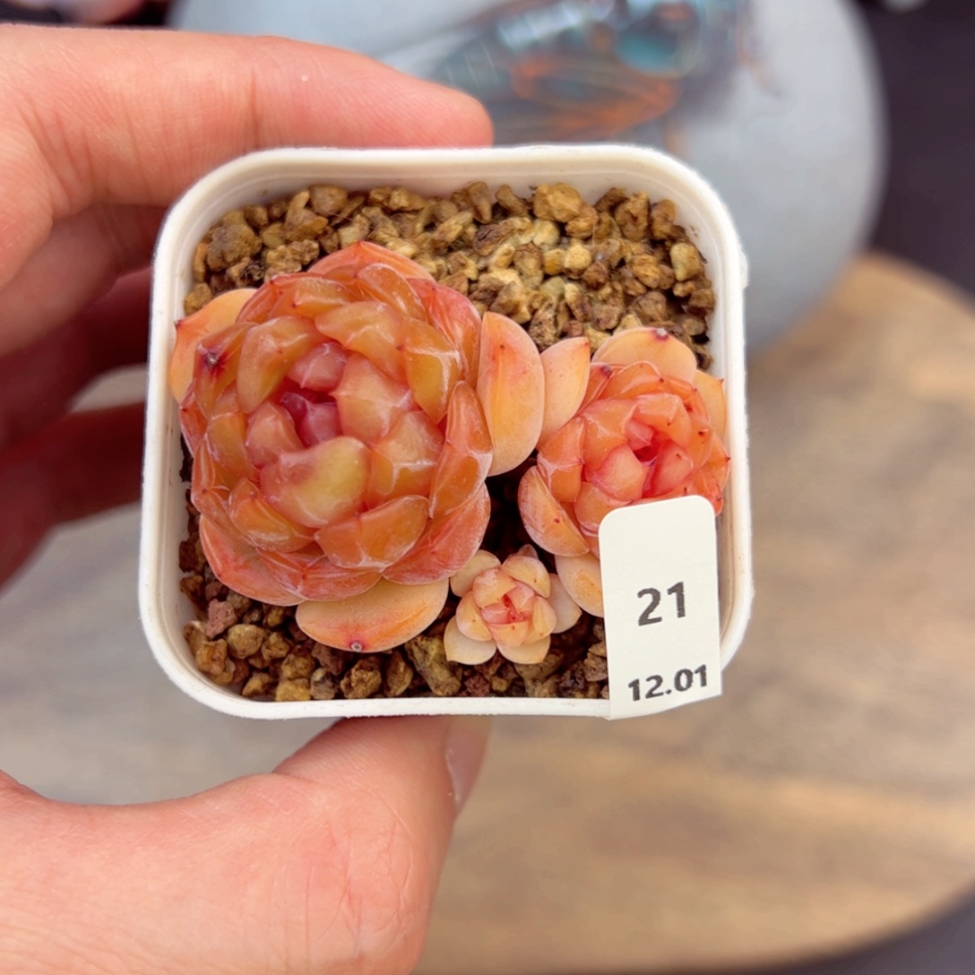 红恋21、哈哈哈哈哈